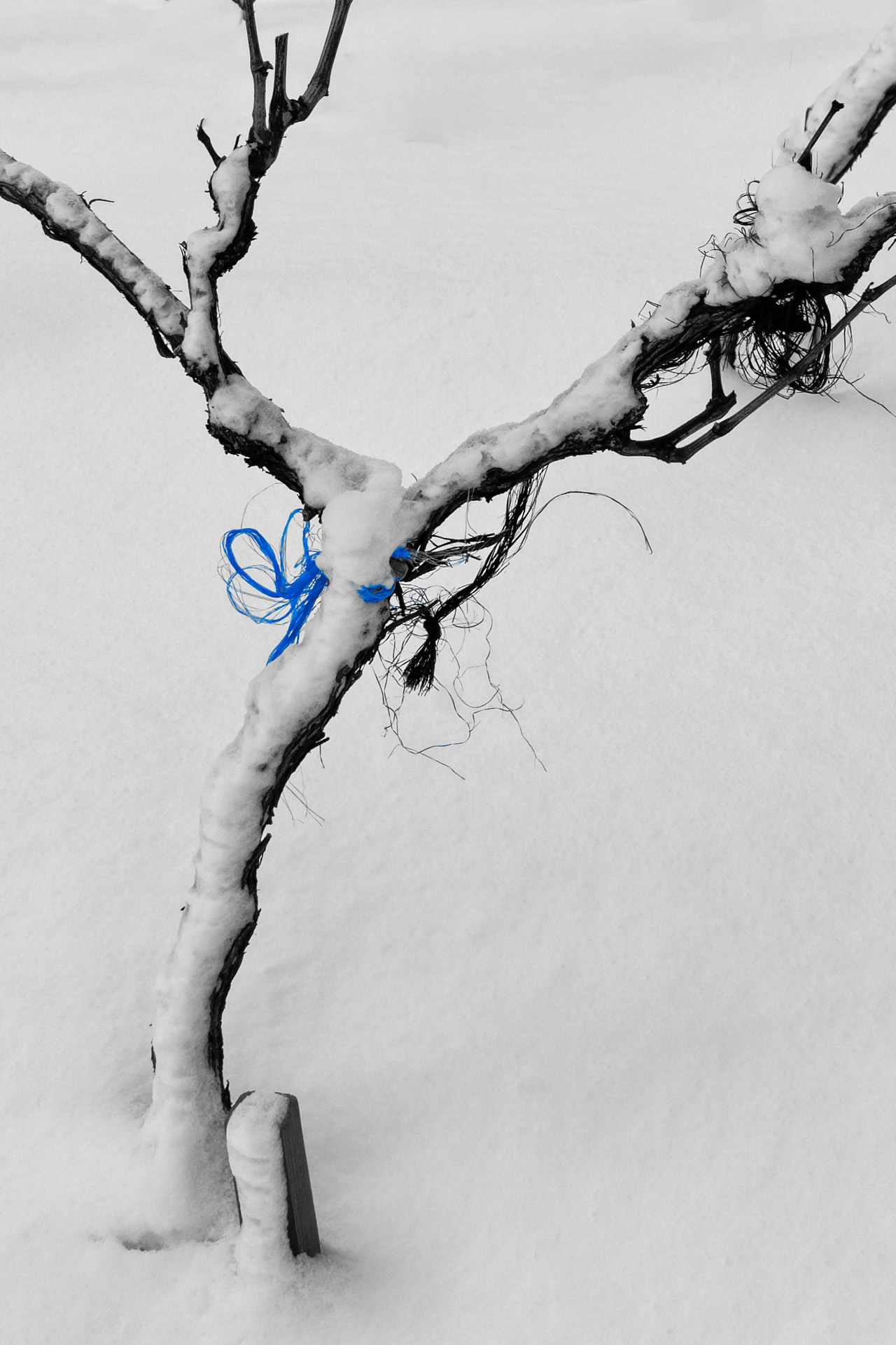 Gagnants du concours photos 2022/2023 sur la vigne en Haute Durance