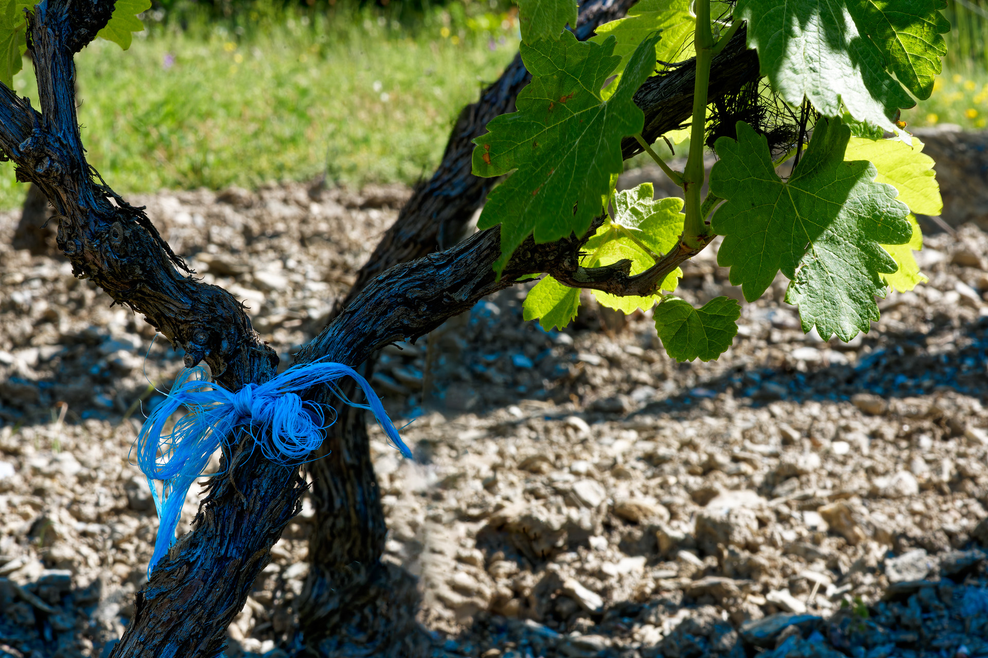 Gagnants du concours photos 2022/2023 sur la vigne en Haute Durance