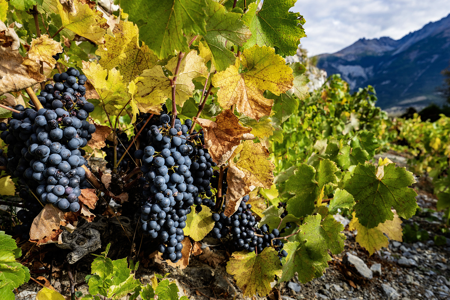 Gagnants du concours photos 2022/2023 sur la vigne en Haute Durance