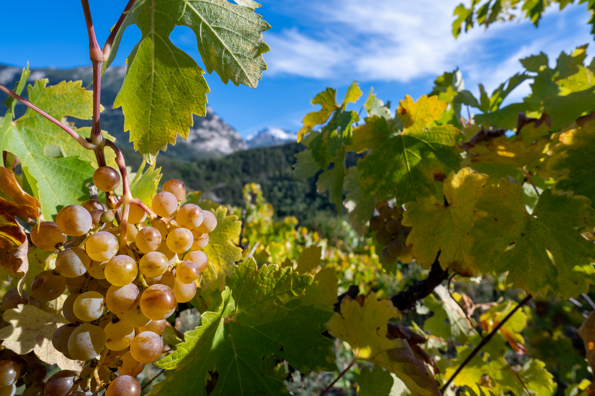 Gagnants du concours photos 2022/2023 sur la vigne en Haute Durance