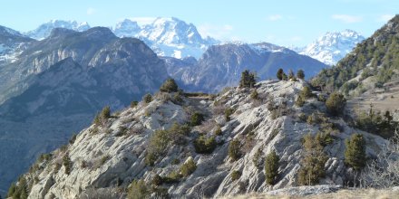 Forêt des genévriers thurifères