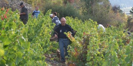 Les vendanges