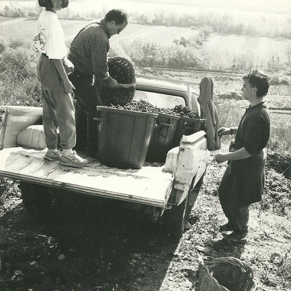 14 octobre 1995 . Marcel, Joël et Stéphanie à la vendange.(Ph. Cannat).