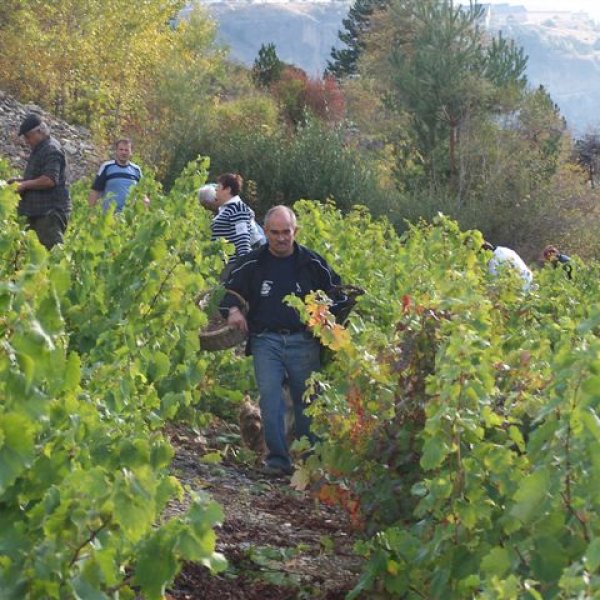 Les vendanges