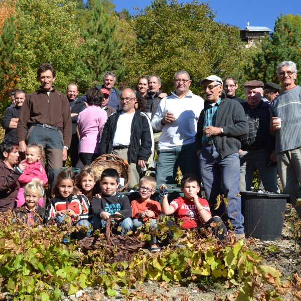 Vendange 2013. Autour de Marcel Cannat : 4 générations participent à la fête. Les trois dernières se sont troussé les manches pour assurer la vendange. Gageons que dans la plus jeune cette participation folklorique débouchera sur le désir de quelques uns ou quelques unes de poursuivre cette tradition agricole multi séculaire.(Ph. Domi Collomb).