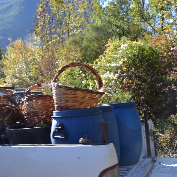 Les vendanges